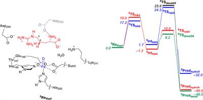 Catalytic divergencies in the mechanism of L-arginine hydroxylating nonheme iron enzymes